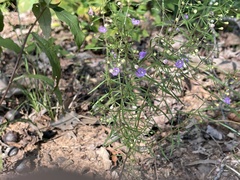 Agalinis tenuifolia