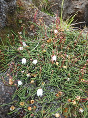 Cassiope lycopodioides