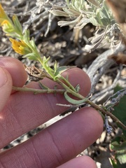 Castilleja flava flava