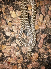 Arizona elegans elegans