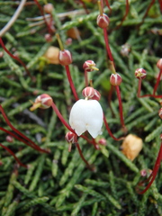 Cassiope lycopodioides