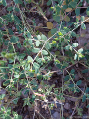 Euphorbia polycarpa