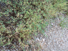 Euphorbia polycarpa