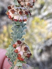 Hermannia trifoliata