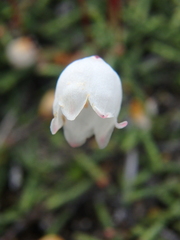 Cassiope lycopodioides