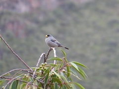 Catamenia analis