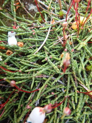 Cassiope lycopodioides