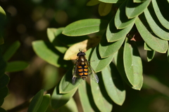 Syrphus octomaculatus