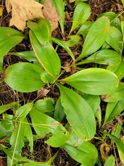 Clintonia