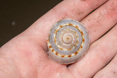 Architectonica nobilis