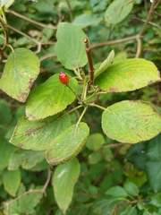 Viburnum lantana