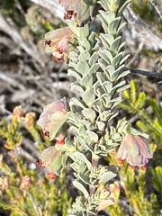Hermannia trifoliata