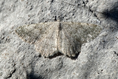 Dicrognophos sartata