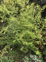 Artemisia annua