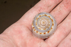 Architectonica nobilis