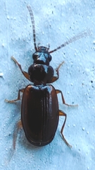 Carabidae