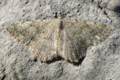 Dicrognophos sartata