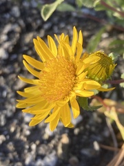 Grindelia