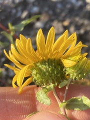 Grindelia