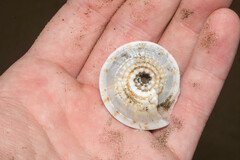 Architectonica nobilis