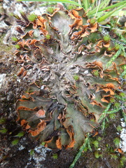 Solorina crocea