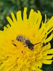 Halictus scabiosae