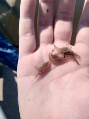 Palaemon kadiakensis