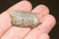 Macrocypraea cervinetta