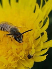 Halictus scabiosae