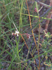 Euphorbia florida