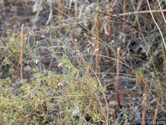 Euphorbia florida
