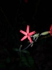 Silene virginica