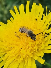 Halictus scabiosae