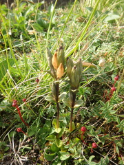 Gentiana glauca