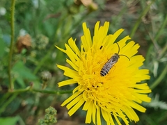 Halictus scabiosae