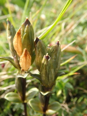 Gentiana glauca