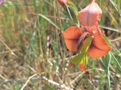 Gladiolus alatus