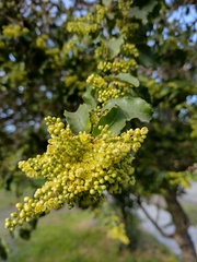 Schinus latifolia