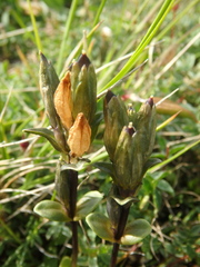 Gentiana glauca