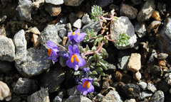 Linaria alpina