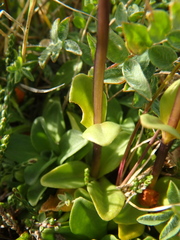 Gentiana glauca