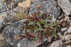 Penstemon procerus