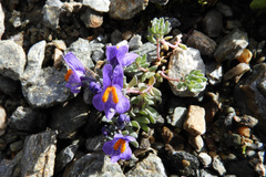 Linaria alpina