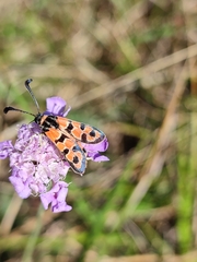 Zygaena fausta