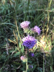 Liatris squarrulosa