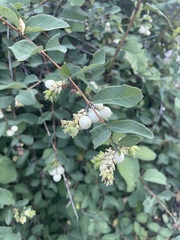 Symphoricarpos