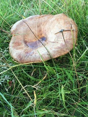 Paxillus involutus