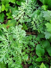 Artemisia absinthium