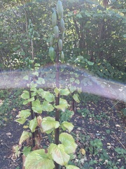 Cardiocrinum