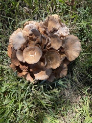 Desarmillaria caespitosa